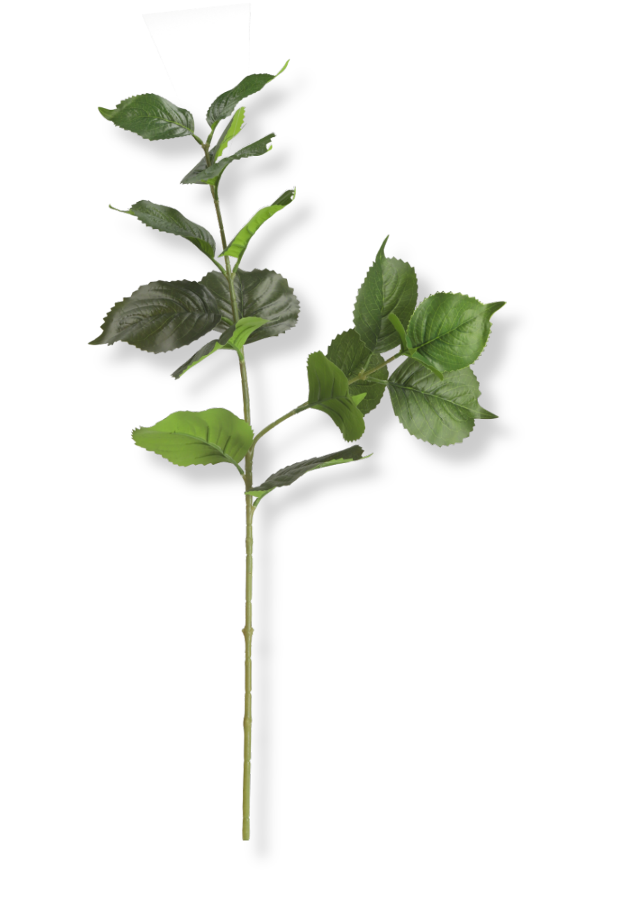 Hortensia blade - grøn